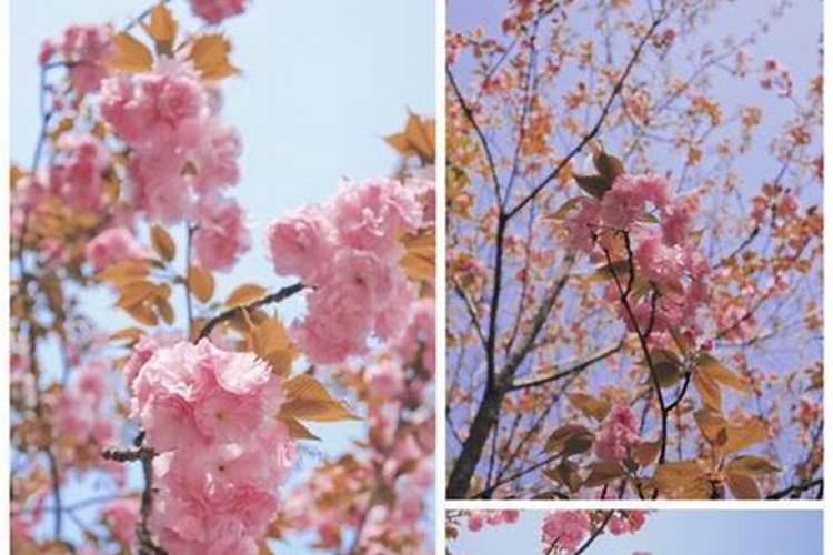 盆栽樱花的养殖方法