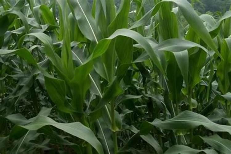 小麦的市场价格是多少钱一公斤