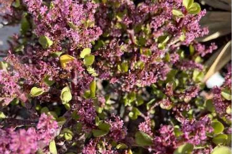 芍药用什么土种植最好