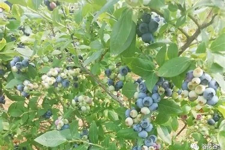 蓝莓怎样施肥,蓝莓种植时间和方法