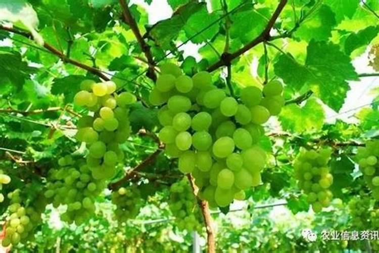 葡萄什么时候施肥最好,怎样施肥产量高？
