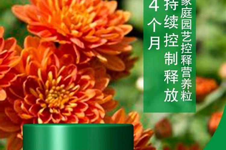 芒果如何修枝