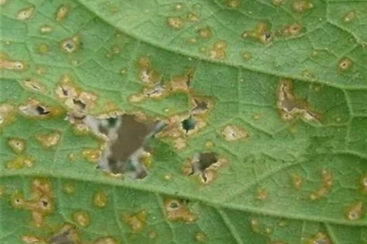 酸性土壤改良方法用什么肥