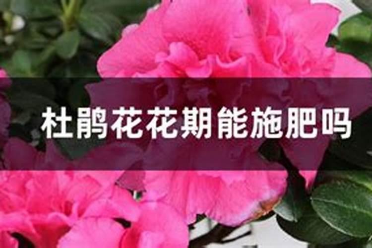 杜鹃浇什么肥料合适