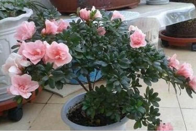 杜鹃开花期间施什么肥,能喷磷酸二氢钾吗