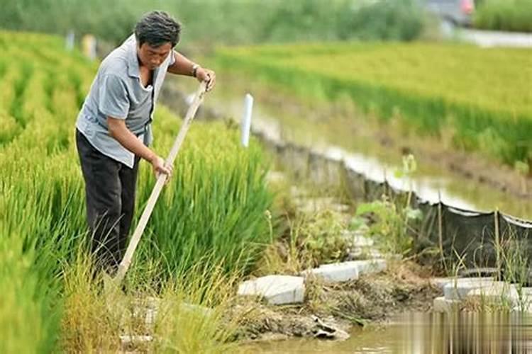 丝瓜需要施什么肥料