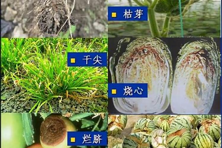 花草树木施肥时应该注意什么？