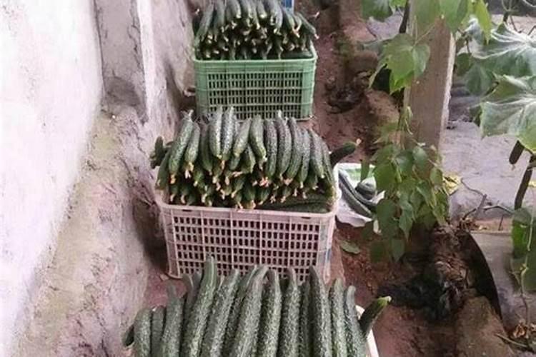 桃树膨大期专用增产叶面肥料？桃树结果期用哪种水溶肥效果好？