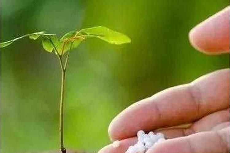 缓释肥放多了会烧苗吗 缓释肥放多了烧苗吗