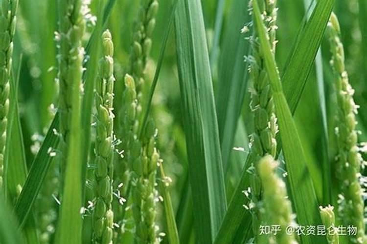 石榴膨果期用什么化肥好？石榴保花保果上什么肥料？