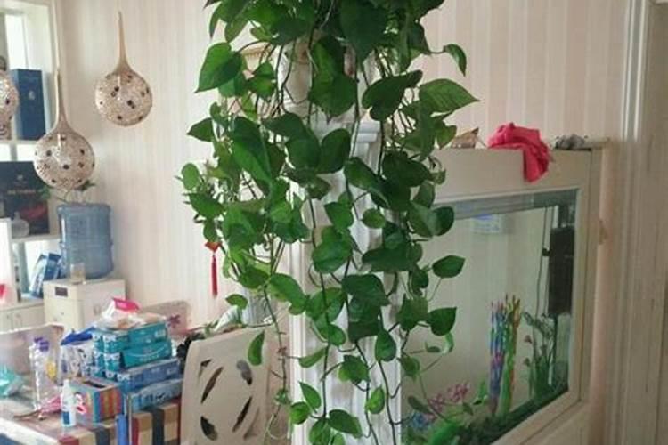 天竺葵叶子能喷水吗