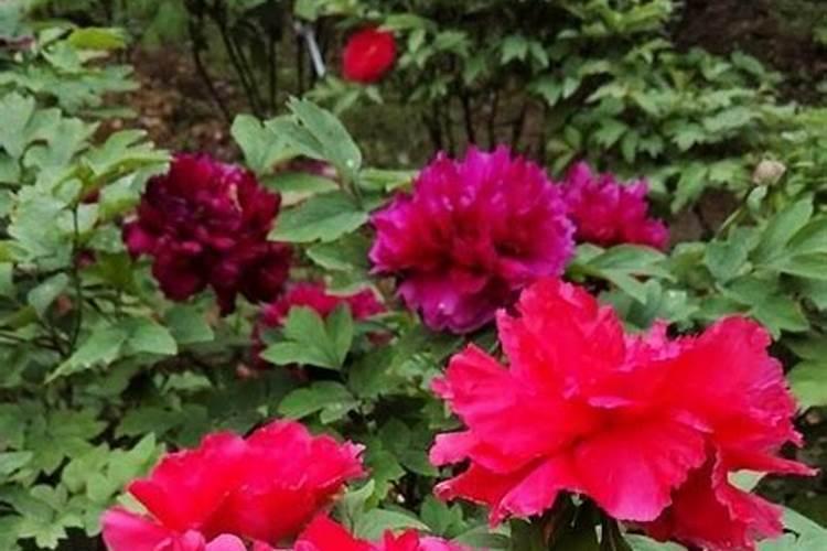 发财树叶子变黄,怎么处理？