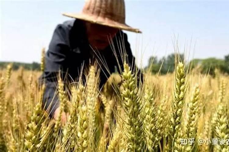 发财树叶子发黄怎么回事 补救措施有哪些