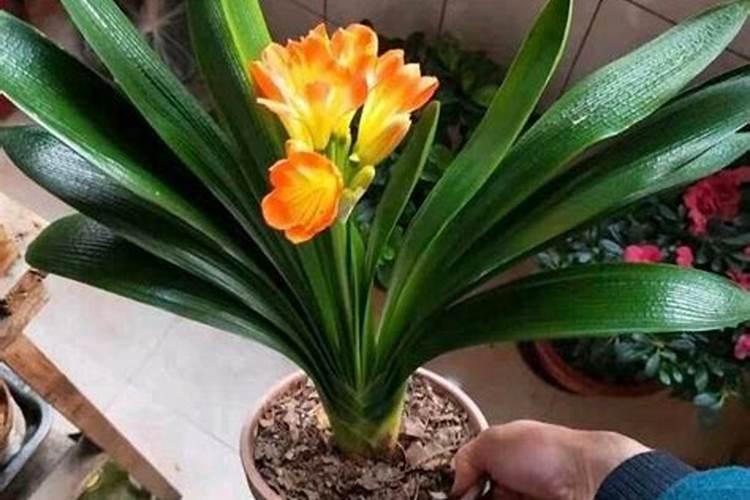 大棚种植西红柿一亩地能挣多少？