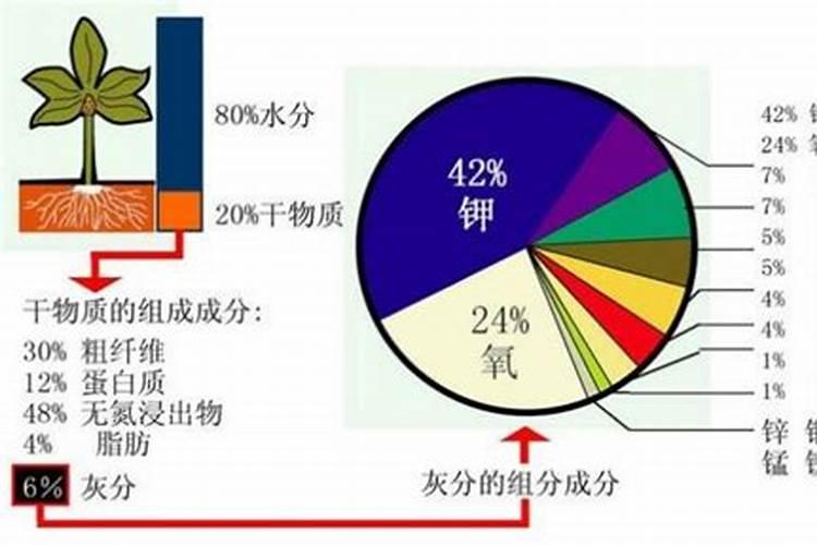 月季施肥什么肥最好