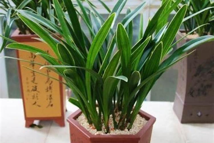 豆角结果期用什么肥料好