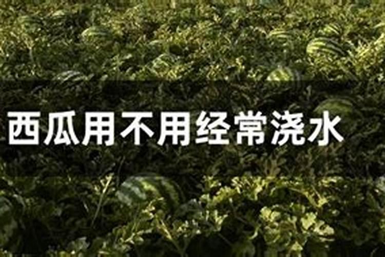 西瓜种植