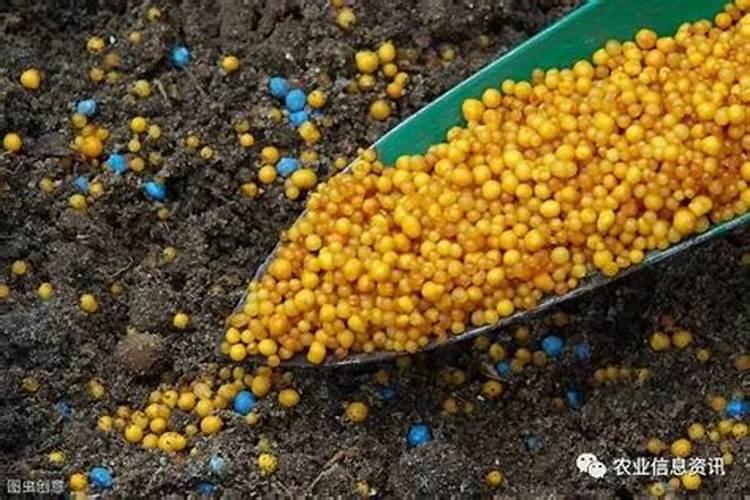 雀舌黄杨用什么肥好