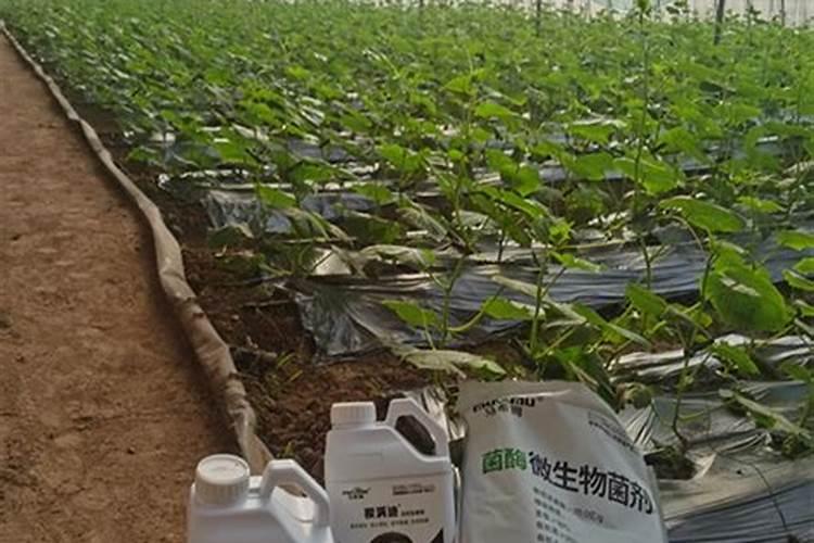 尿素能做水溶肥吗