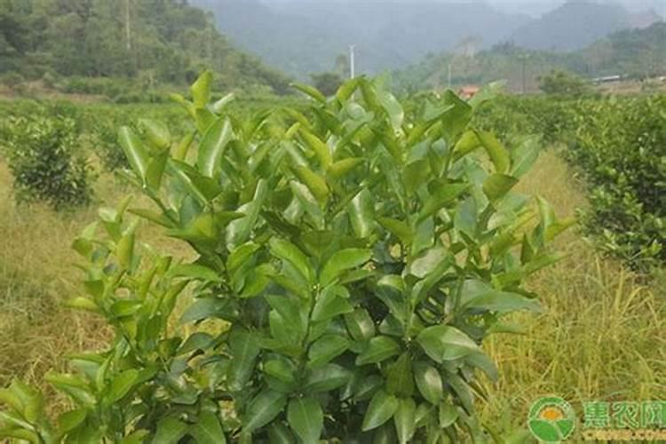 果农们注意了,想要磷肥施肥效果好请记住这几点!