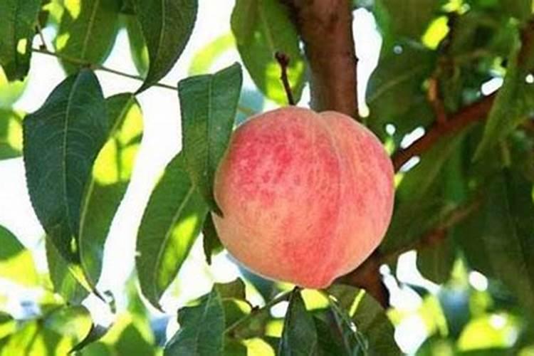 桃树膨果肥最佳时间