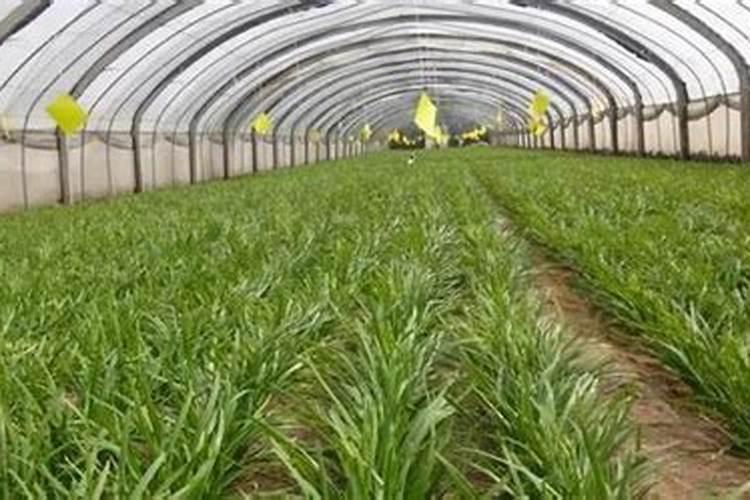 复合肥可以用韭菜浇水吗？