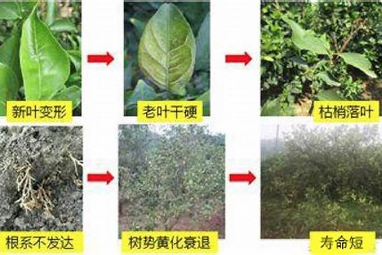 西瓜什么时候施硼肥