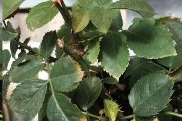 草坪春天施什么肥好