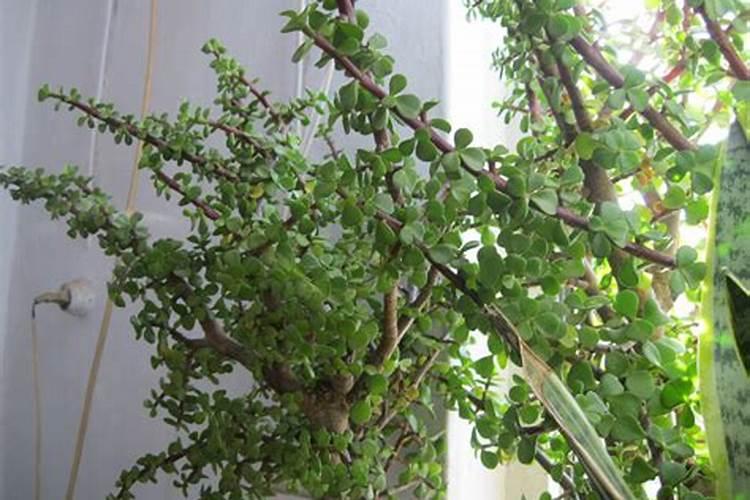 烟草氮肥过多怎么补救？