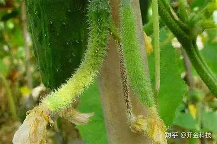 多肉施什么肥好