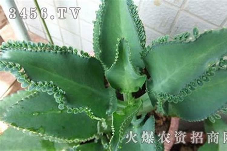 海藻液肥适用哪些果树？
