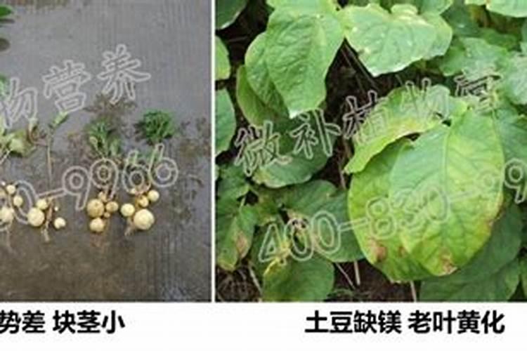 秋季种植淮山什么时候施膨大肥