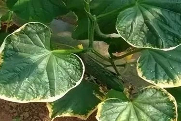 磷肥钾肥氮肥对植物有什么作用