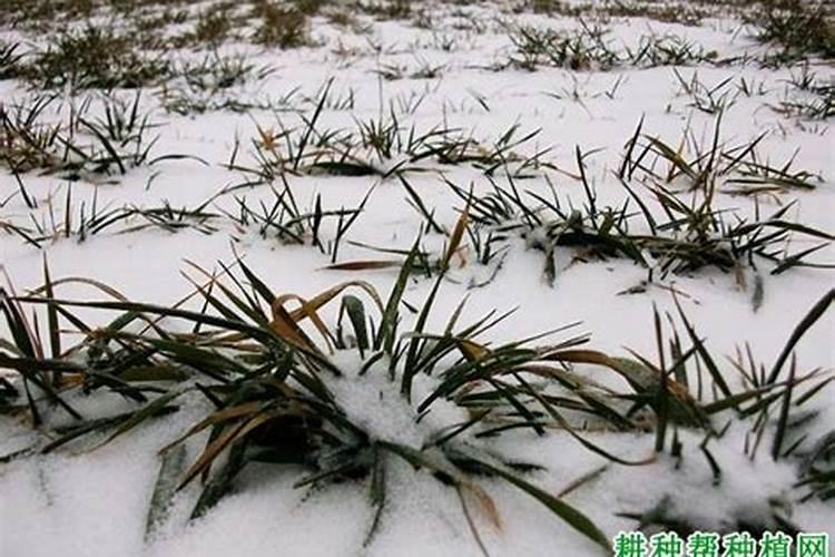 小麦受冻严重怎么补救