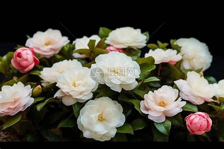 三角梅用什么肥料最好