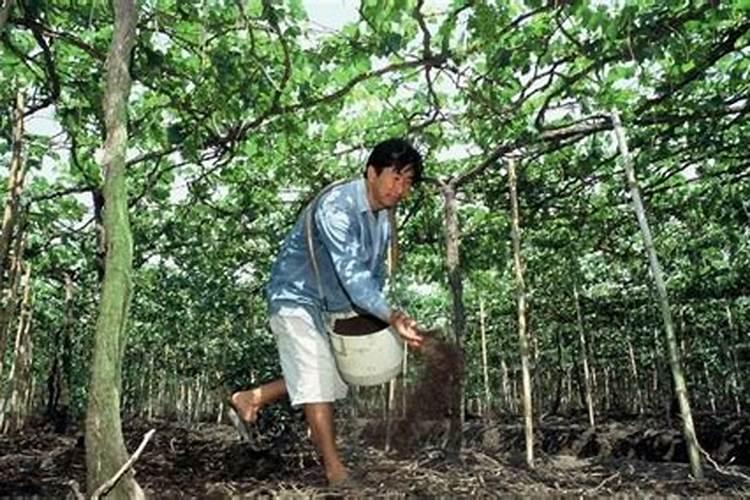 什么肥料可以跟碳酸氢氨一起用