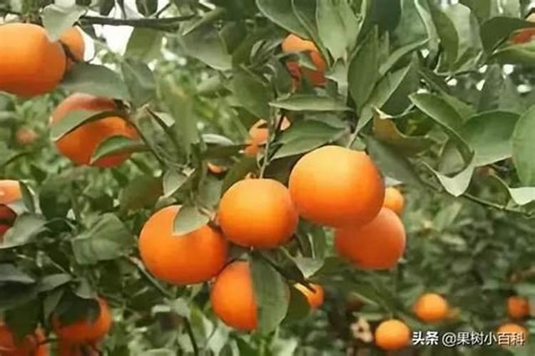 尿素和碳铵有什么区别？