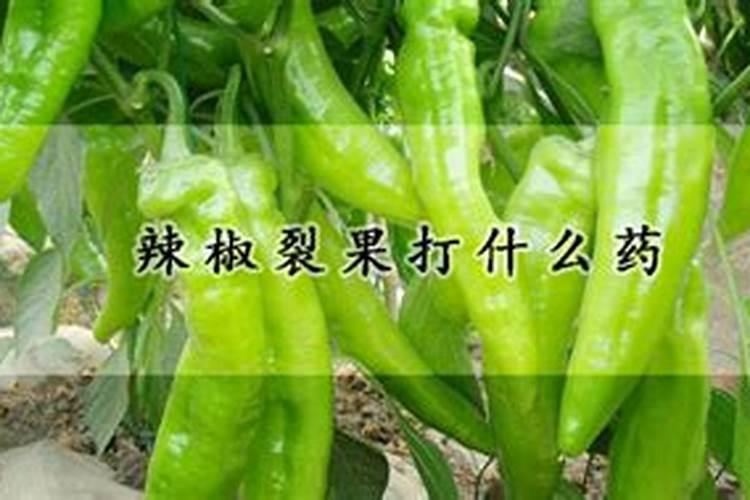青椒用什么肥料最好