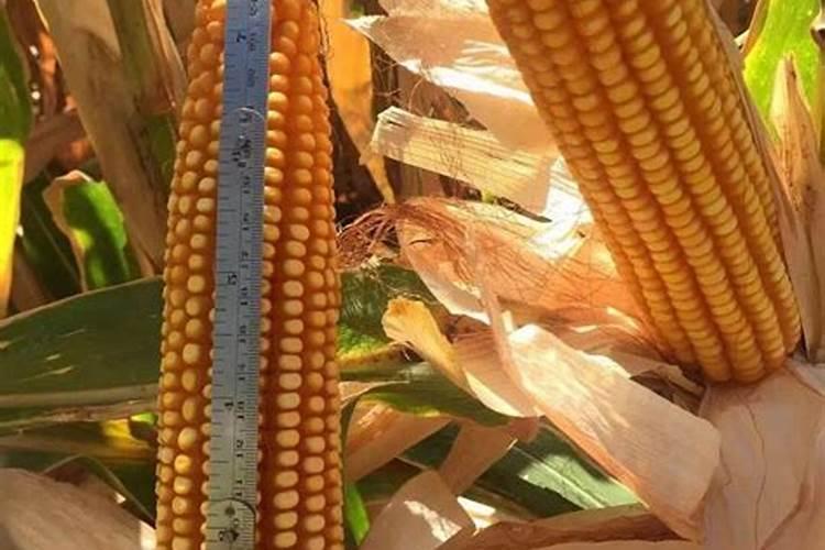 氯化铵在酸性中的作用与用途