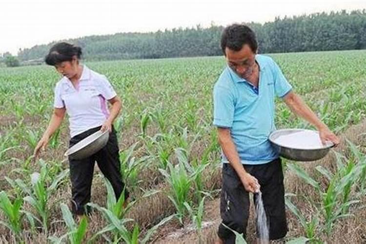 玉米灌浆期打什么叶面肥好