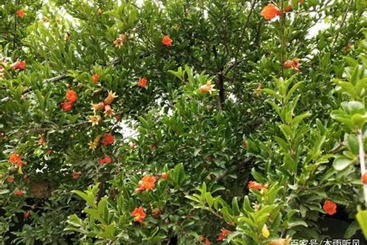 硝酸磷肥是什么？怎么使用好