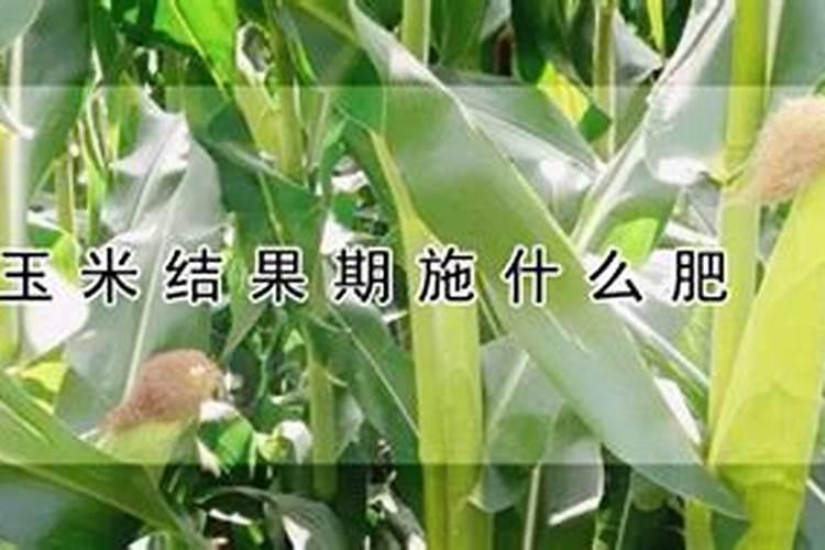 玉米专用叶面肥什么牌子好