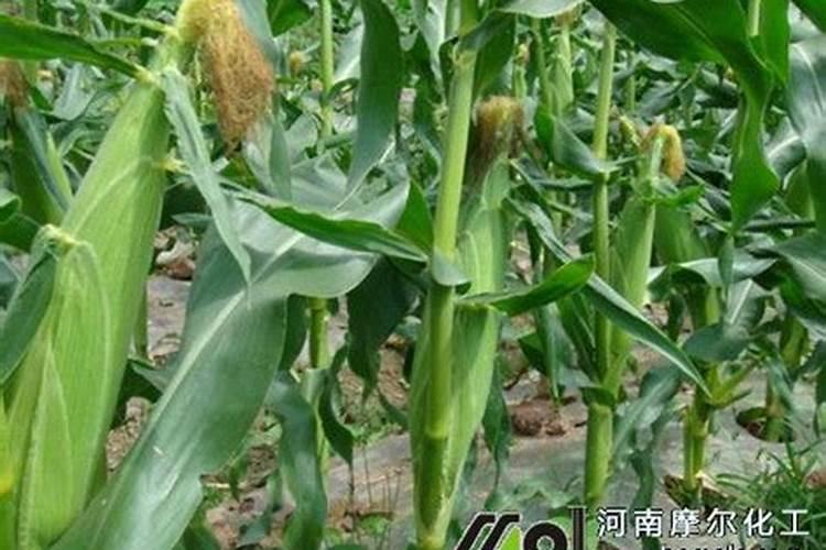 有机蔬菜允许使用的肥料有那些