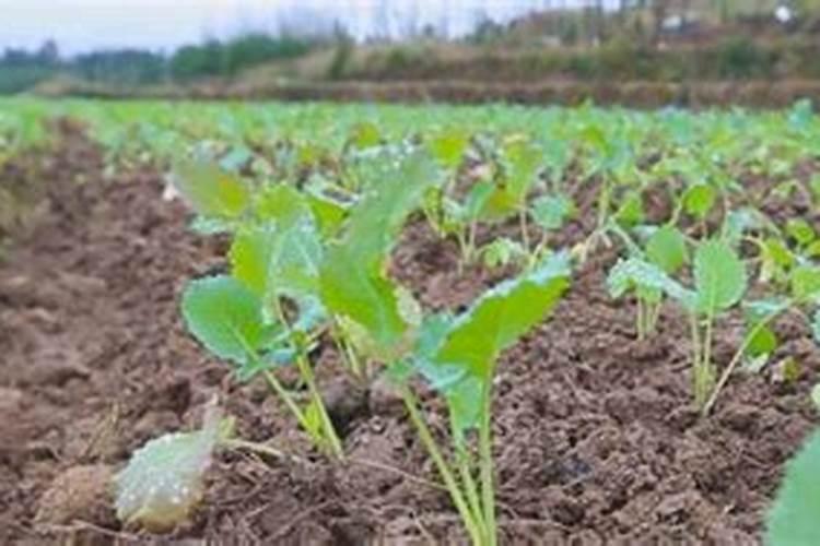 重庆景初微生物有机肥料有限责任公司怎么样？