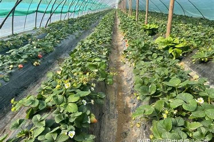 草莓追肥用什么肥料最好