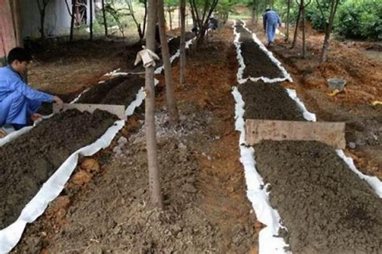 草莓开什么颜色的花