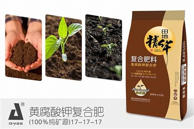 玉米种植技术与管理施肥(玉米栽培的要点讲解)
