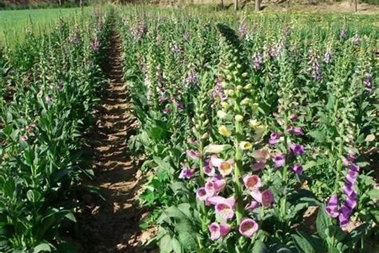 地黄种植有哪些管理方法