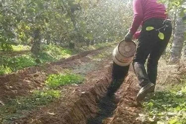 中药多长时间发挥药效