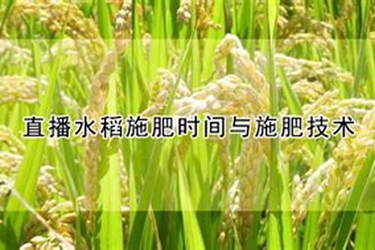直播水稻施肥时间与施肥技术